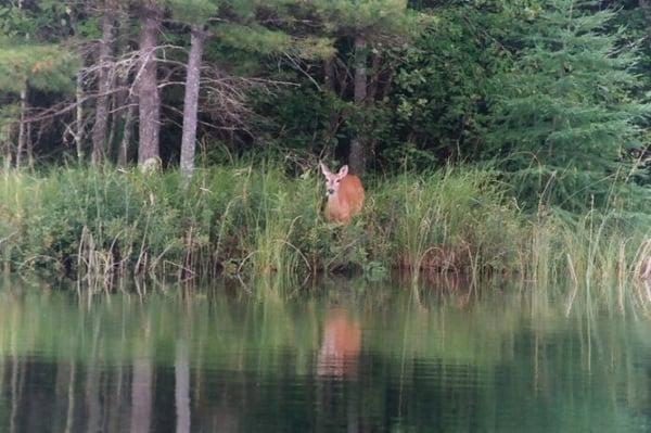 Wildlife is plentiful. Enjoy your evenings during your stay