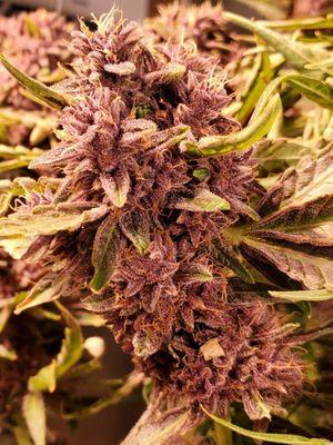 New York Purple Diesel