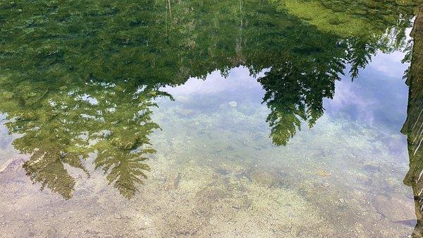 Reflection of the trees in the water