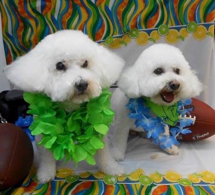 Great groomer and always takes pics of my babies.