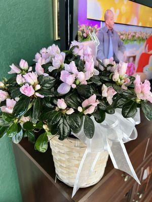 Azalea basket