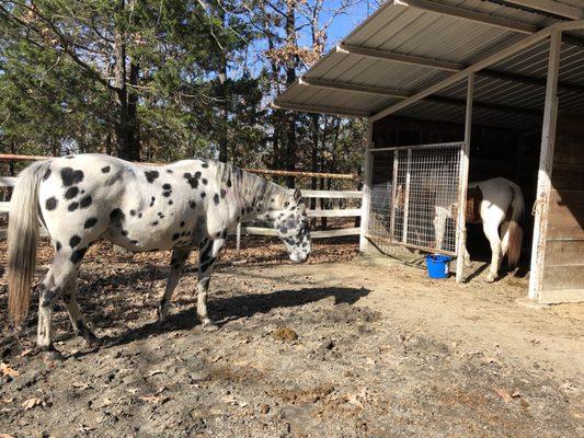 Horse pen right outside your cabin