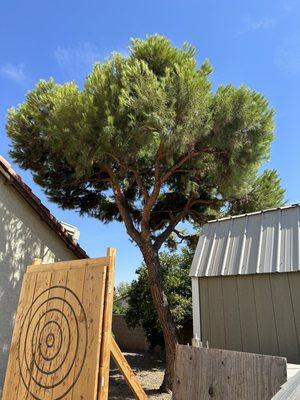 Trimmed pine tree