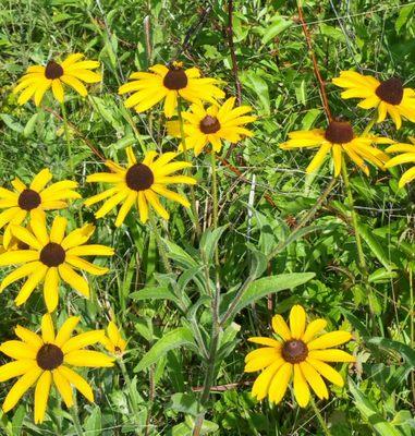 Wild Brown-eyed Susan.  Today the trail was lined with them.