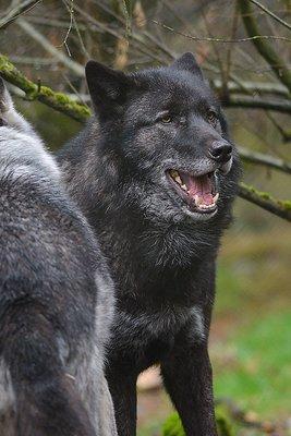 Caedus is a wolfdog with a big appetite. He's probably the largest animal in residence!