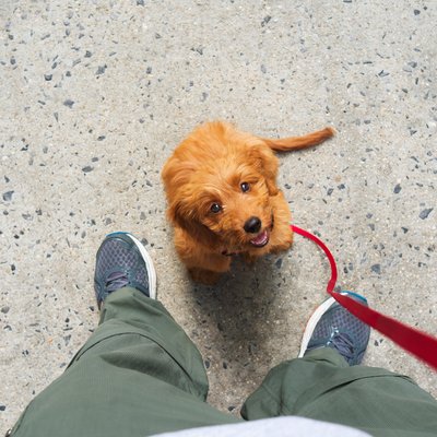 Lucky Dog Walking Upper West Side New York City