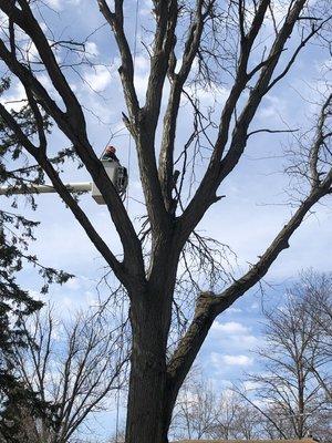 Honey locust tree removal.