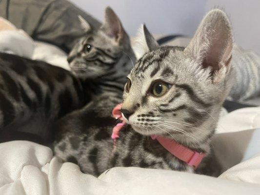 Silver bengal kittens