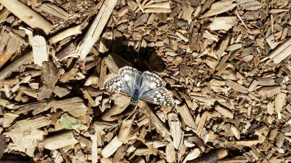 Nevada Bugs and Butterflies