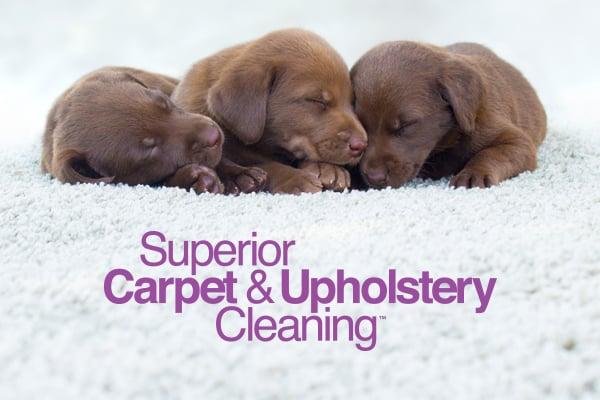 Superior Carpet & Upholstery Cleaning