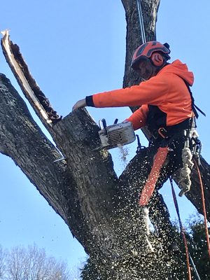 Bradley's Tree Service