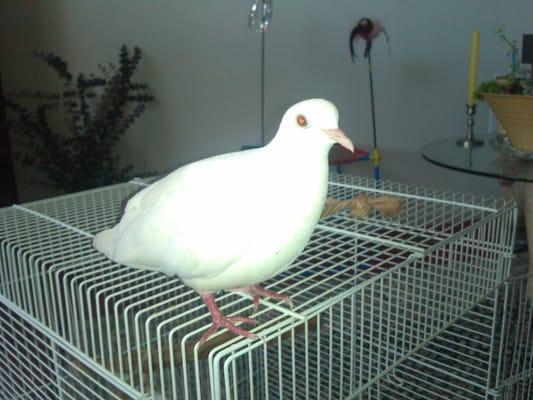 Dovey was an interesting pet sit for me...very intelligent bird