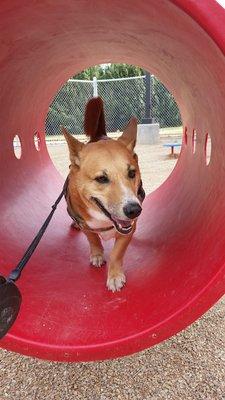 At the big dog playground. ..