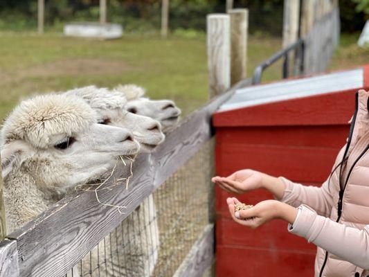 Living the Dream Alpaca Farm and Country Store