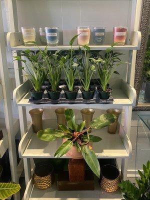 Small indoor plants, candles, pots