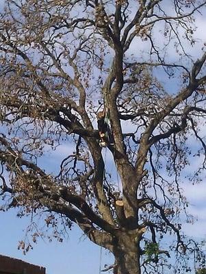 The owner/climber removing a tree