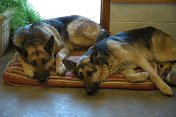 The Shop Dogs @ Metric Motors