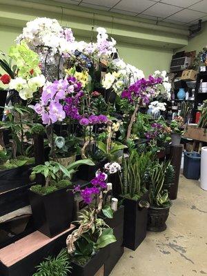 Wide assortment of orchids