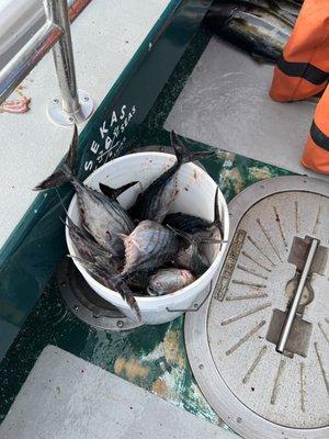 bucket of bonito