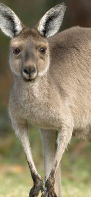 Kangaroo.