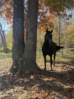 Termonn Stables