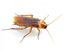 Roaches