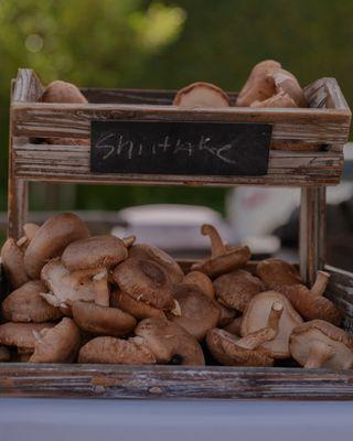 Mushroom King Shiitake Mushrooms