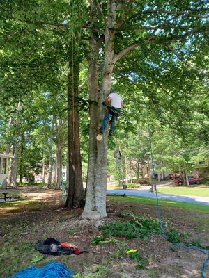 This is Eric climbing a reww rear is needing trimmed up