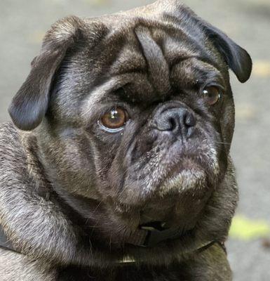 Pug