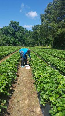 Picking fresh organic strawberries