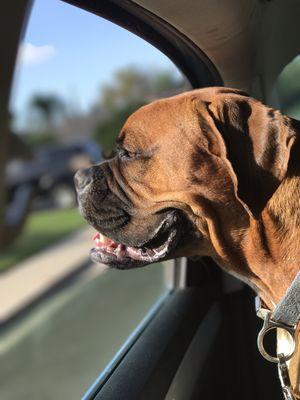 Jax in his puppy taxi to doggie daycare!