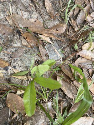 Glass in the grass