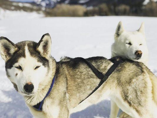 Call us today to set up your dog sledding adventure!  Get up close and personal with these cuties!