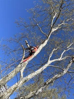 Trimming a sycamore tree