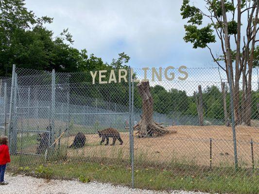 Oswald's Bear Ranch