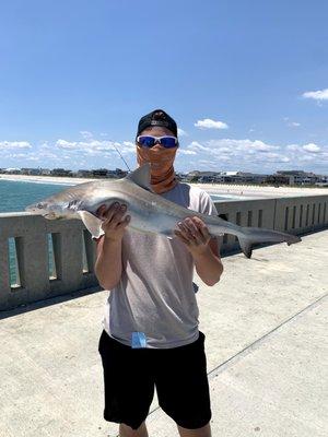 Atlantic Sharpnose Shark