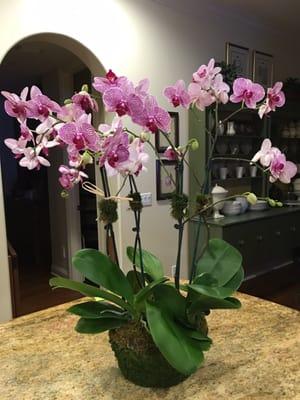 Ginny's Orchids