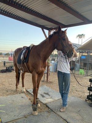 Mr. Sammy, our off the track thoroughbred. He's a gentle giant who now loves the slow life and taking his time with his students.