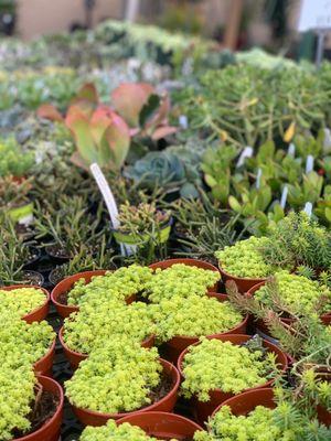 stonecrop succulents