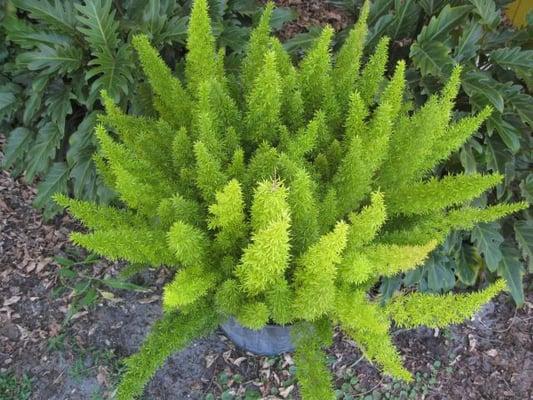 Asparagus densiflorus 'Myers' Foxtail Fern Evergreen H 1-2 ft W 1-2 ft Sun or Shade Medium water needs