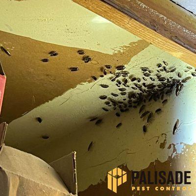 Palisade Pest Control specializes in German Cockroach services as well as treatment for all general pests.