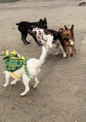 The only Dragon at the Dog Park. All the other dogs are confused