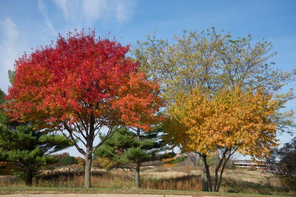 Fall landscapes add a lot of color to a room. And you can look at them all year round.