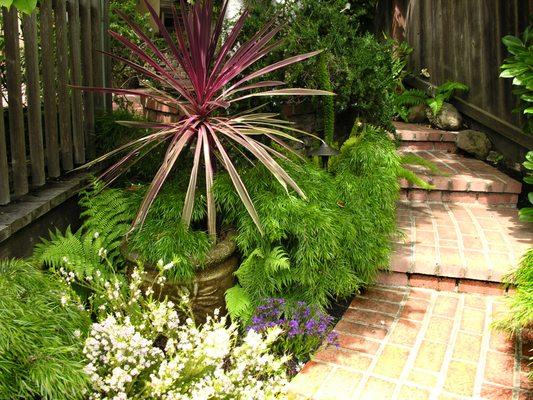 Lush planting and a potted splash of a tropical Cordyline delight the passerby.