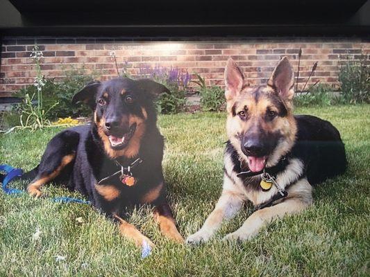 Apollo (on the left, 16 year old Rott/Shepherd) and Orion (on the right, 10 year old German Shepherd)