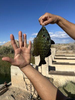 Bluegill caught at Colorado River Blythe