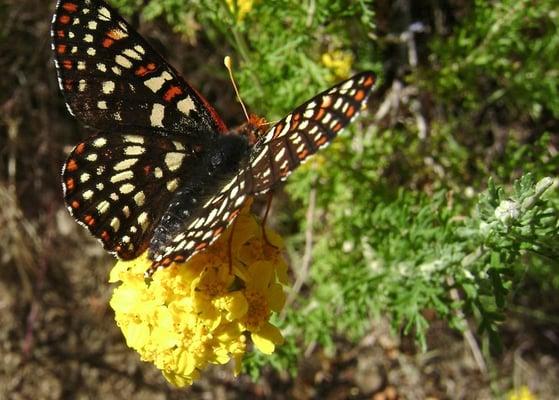 This butterfly was feasting along the Backbone Trail.