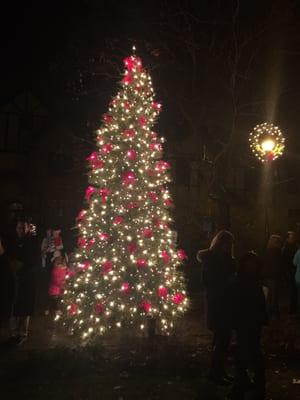 The tree is lit! Dec 3, 2015