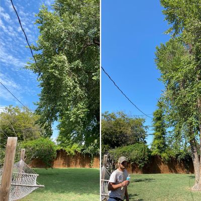 Tree limbs hanging over power lines they trimmed back. Before on left after on right