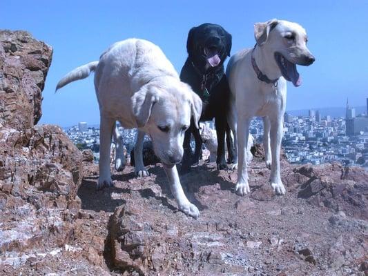 Nice day out with the Labs